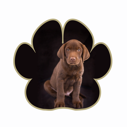 Custom Photo - Dog Paw Print Framed Sticker